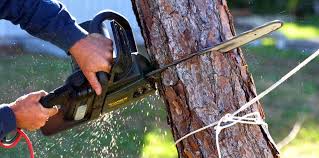 Best Tree Maintenance Programs  in Shelley, ID