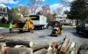 Best Tree Preservation Services  in Shelley, ID