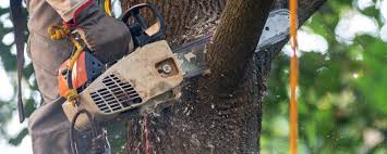 Best Lawn Dethatching  in Shelley, ID