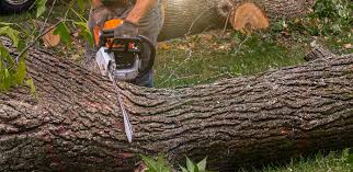 Best Hazardous Tree Removal  in Shelley, ID