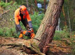 How Our Tree Care Process Works  in  Shelley, ID