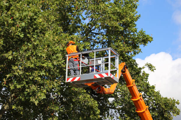 Leaf Removal in Shelley, ID