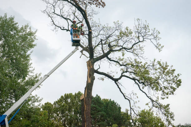 Best Fruit Tree Pruning  in Shelley, ID