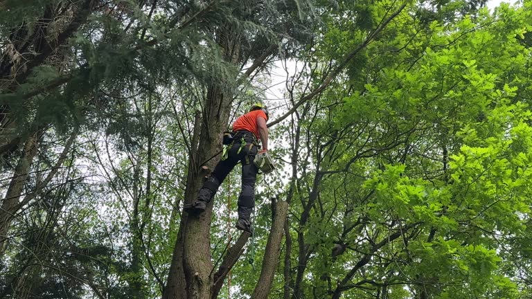 Best Hedge Trimming  in Shelley, ID