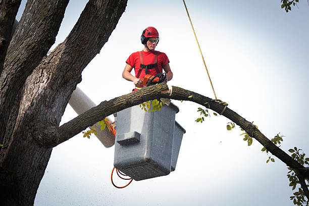Best Root Management and Removal  in Shelley, ID