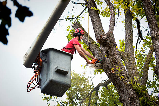Best Seasonal Cleanup (Spring/Fall)  in Shelley, ID