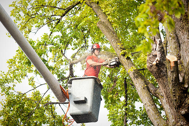 Best Arborist Consultation Services  in Shelley, ID