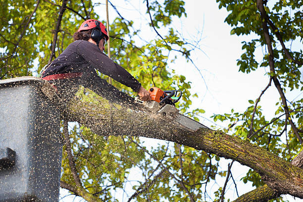 Best Aeration Services  in Shelley, ID