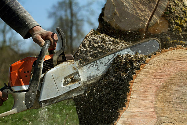 Best Emergency Tree Removal  in Shelley, ID