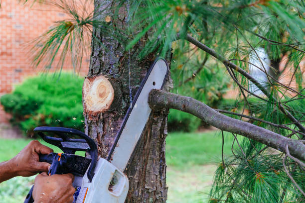 Best Firewood Processing and Delivery  in Shelley, ID